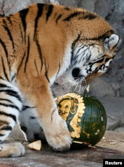 Yunona, une tigresse âgée de 4 ans, se tient prêt de citrouilles représentant les candidats à l'élection présidentielle, au zoo de Royev Ruchey, à Krasnoyarsk, Russie, le 7 novembre 2016
