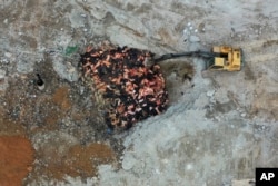 Dead pigs are wrapped in plastic bags and sent to a landfill after being culled by government in Hong Kong, Tuesday, May 14, 2019.