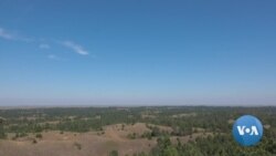 How America Preserves Forest Lands, One Seedling at a Time