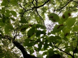 Cicadas shed their nymph shells as they hang on a tree near Alexandria, Virginia, May 24, 2021. (Photo by Diaa Bekheet)