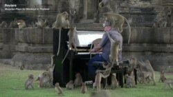 Musician Plays for Monkeys in Thailand
