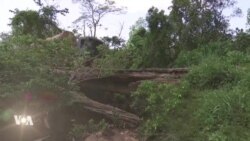 Des plantations de cacao dans une réserve forestière ivoirienne