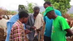 Mobile App Helps Maasai Cattle Herders in Kenya