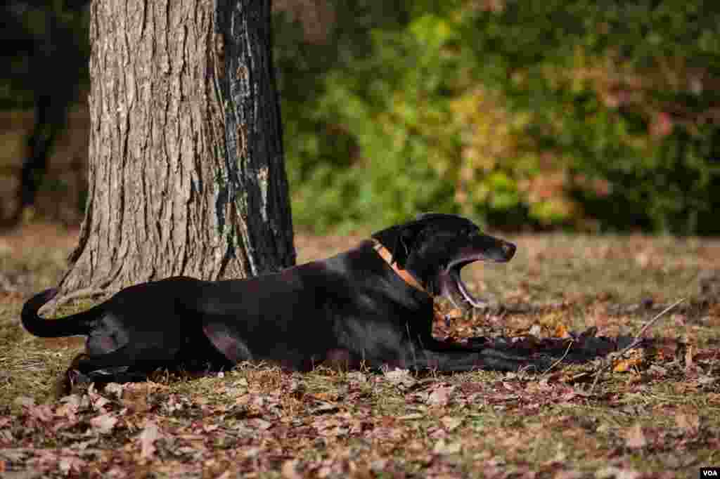 The family dog, whom they just call "dog." (Alison Klein/VOA)