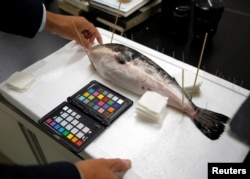Hiroshi Takahashi, an associate professor at the National Fisheries University, checks a hybrid pufferfish specimen at his laboratory in Shimonoseki, southern Japan November 12, 2018. (REUTERS/Mari Saito)