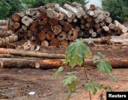 Arhiva - Posečeno drveće u prašumi, u severoistočnom regionu Amazona, 11. februara 2008.
