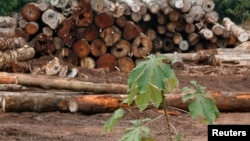 FILE - Logs cut from virgin Amazon rain forest are placed in a pile, in Brazil's northeastern Amazon region, February 11, 2008.