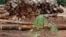 FILE - Logs cut from virgin Amazon rain forest are placed in a pile, in Brazil's northeastern Amazon region, February 11, 2008.