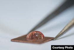 Human coronavirus 229E on copper. (Credit: University of Southampton)