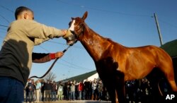 Justify gets a bath after a morning workout at Churchill Downs, May 1, 2018, in Louisville, Ky.