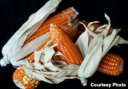 Vitamin A Maize Corn from HarvestPlus