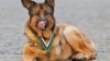US Military Dog Awarded Top Honor for Bravery