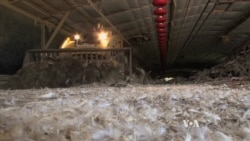 นักวิจัยศึกษาปัญหาสิ่งแวดล้อมจากมูลไก่ในรัฐแมรี่แลนด์