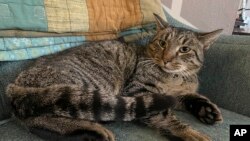 ภาพของดริฟเตอร์ตั้งแต่ก่อนที่จะหายไป (ที่มา:Clifton Nesseth via AP)