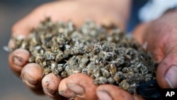 Eliazar Enriquez holds dead bees at his apiary in Chile's Quebrada del Maule community, Feb. 1, 2017. About 63 million bees died in the area and some 240 million bees are at high risk after recent wildfires, said forestry engineer and beekeeper consultant