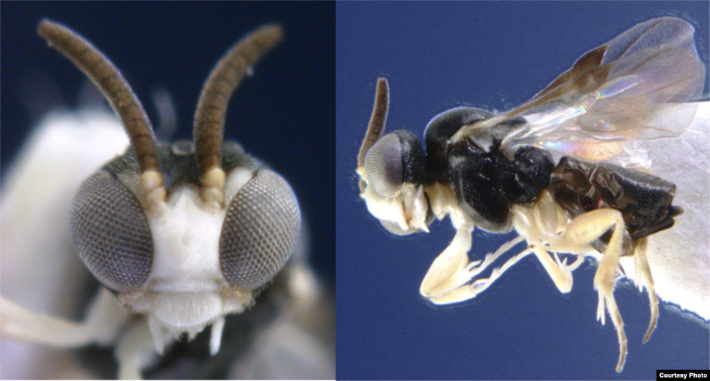 Kollasmosoma sentum. Common Name: Dive-bombing Wasps. This parasitic wasp from Spain is like a tiny dive bomber that lays her eggs in ants. (Photo: C. van Achterberg)