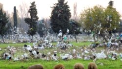 FILE - Sheep graze in a field covered with plastic bags blown from a nearby open waste dump in Entressen, near Marseille, France, Nov. 26, 2004.
