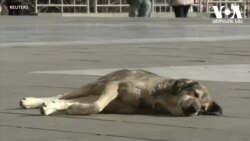 კოვიდ19 და შინაური ცხოველები - ყველაფერი რაც უნდა იცოდეთ