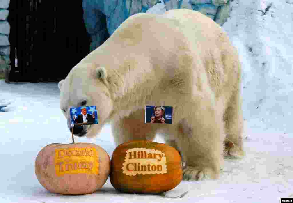 Felix, a male polar bear, stands near pumpkins with portraits of U.S. presidential nominees Hillary Clinton and Donald Trump as it predicts the result of the U.S. presidential election, at the Royev Ruchey zoo in Krasnoyarsk, Siberia, Russia.