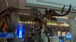 Dinozavr qoldiqlari ko'rgazmasi, Vashington