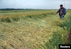 FILE - A farmer sprinkles chemical fertilizer on his wheat field in Zaozhuang, Shandong province, China.