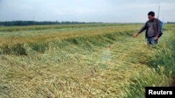 资料照片：中国山东省枣庄一位农民在给麦田洒农药。（2013年5月27日）