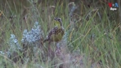 អ្នក​អភិរក្ស​កេនយ៉ា​វ័យ​ក្មេង​មាន​គំនិត​ច្នៃប្រឌិត​ដើម្បី​សង្គ្រោះ​​សត្វ​បក្សី