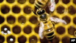 FILE - Bees are "losing ground," one specialist warns.