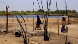 Au Tchad, les criquets menacent la production agricole 