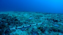 Quiz - Researchers Use Sounds to Call Fish Back to Dead Coral