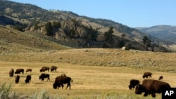 A herd of bison grazes in the Lamar Valley of Yellowstone National Park in Wyoming.