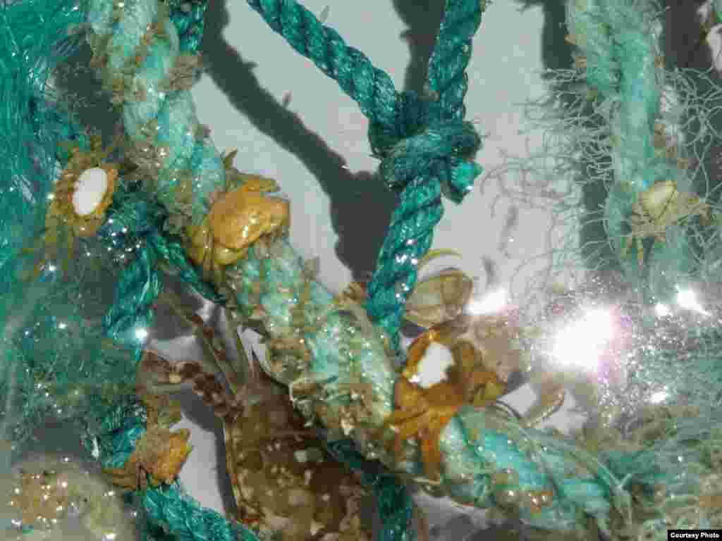 Section of plastic filament net pulled aboard from the open ocean. (Credit: G. Boyd, SEA Education Association)