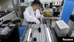 Research associate Wei Li places mice with KAT7 intervention on a treadmill in the animal facility at the Institute for Stem Cell and Regeneration of the Chinese Academy of Sciences (CAS) in Beijing, China, January 12, 2021. (REUTERS/Tingshu Wang)