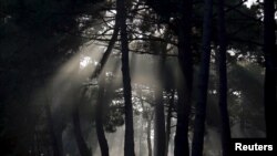 FILE - The autumn sun shines through a pine forest in Andernos near Bordeaux, southwestern France, Sept. 30, 2014. 