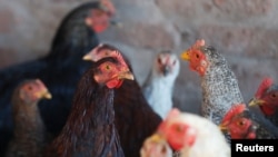 Benarkah ayam-ayam yang dikembangbiakkan secara tradisional rasanya lebih enak dan tidak membahayakan kesehatan? (Foto: ilustrasi).