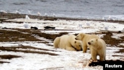 FILE - A polar bear and two cubs are seen on the Beaufort Sea coast in a portion of the Arctic National Wildlife Refuge in this undated photo provided by the U.S. Fish and Wildlife Service. 