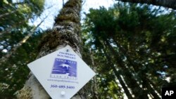 A project in Washington state is ensuring that forest land remains intact around Mount Rainier National Park, so the trees can continue to grow and store carbon dioxide emissions. One of the forest land boundary markers on a tree, Nov. 23, 2015, near Ashf