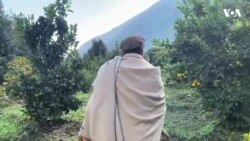 په ننګرهار کې د مالټو د باغوانانو غوښتنې