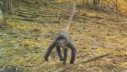 In this undated photo, a Popa langur moves along a forest floor. The Popa langur is among 224 new species listed in the World Wildlife Fund's latest update on the Mekong region. (World Wildlife Foundation via AP)