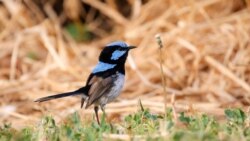 Quiz - Birds Learn Each Other’s ‘Languages’ by Listening