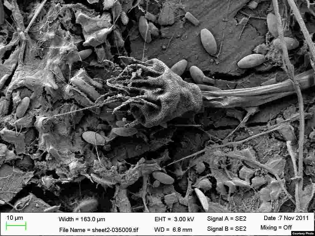 A piece of trash that got away hosts variety of single-celled organisms in the Sargasso Sea. (Credit: E. Zettler, SEA Education Association)