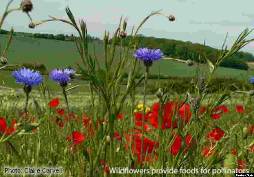 Wild habitat networks in intensively farmed landscapes help to provide the food and nesting resources, which sustain pollinator populations and buffer them against disease and climate change. (Photo: Claire Carvell)
