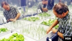 Bertani dengan cara hidroponik tidak memerlukan tanah, namun produktivitasnya jauh melebihi pertanian tradisional (foto: dok).