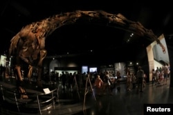 Patagotitan mayorum, the newly scientific named colossal titanosaur, is seen at the American Museum of Natural History in New York, Aug. 9, 2017.