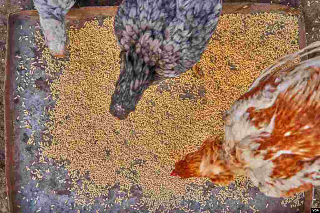 Hamdino, who raises Indian hens and roosters only for their eggs and meat, feeds his Indian hens and roosters vegan fodder, unlike those who put the roosters to fighting and feed them uncooked meat or liver. (H. Elrasam/VOA)