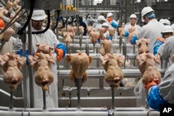 미국 네브라스카주 닭고기 가공 공장에서 근로자들이 작업하고 있다. (자료사진)