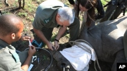 Petugas Taman Nasional Kruger di Afrika Selatan mengambil sampel kulit dan darah badak sebelum dipasangi 'microchip' dan diamankan ke tempat lain.