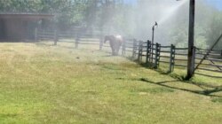 Alat penyiram menyemprotkan air untuk mendinginkan suhu di tengah gelombang panas yang melanda Kelowna, British Columbia, Kanada, 27 Juni 2021. (Foto: videograb/ TWITTER @CANADIANBYLUCK via REUTERS)