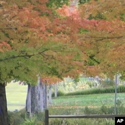 As the days grow shorter in autumn, leaves stop making chlorophyll, revealing a dazzling secret: green leaves are actually yellow.