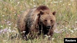 FILE - A grizzly bear walks in a meadow in Yellowstone National Park, Wyoming.
